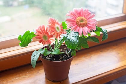 Las gerberas purifican el aire y absorben el xileno (presente en detergentes, pinturas, etcétera) de los ambientes interiores.