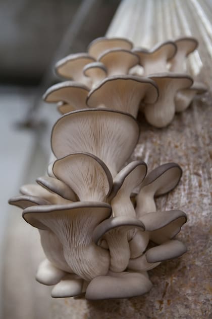 Las gírgolas son un hongo de textura carnosa.