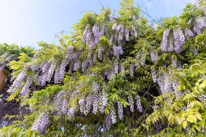 Las glicinas requieren una poda de raíces cuando la planta es adulta para fomentar la floración