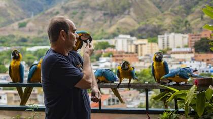 Las guacamayas, de la mano de los vecinos, siguen vigilando los cielos de Caracas