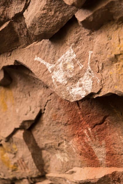 Las guanacas preñadas son protagonistas en el alero.