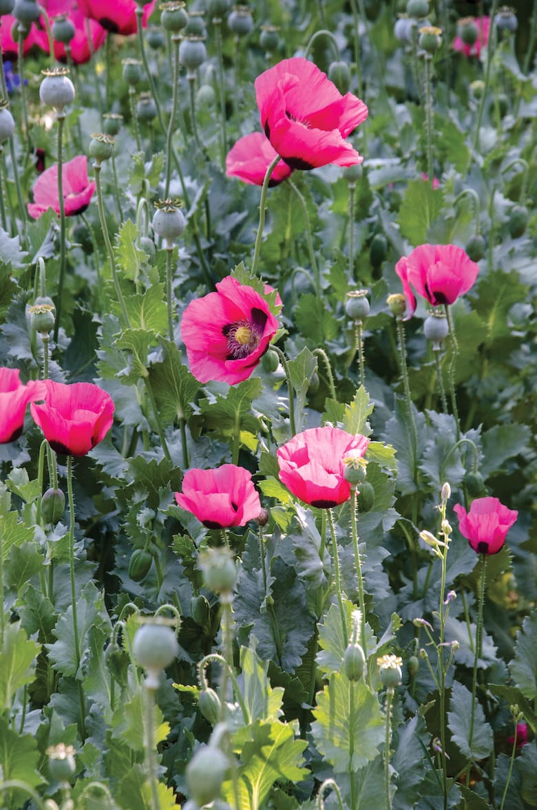 Las plantas más polémicas del mundo: entre prohibiciones, rituales y resistencia