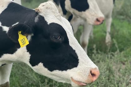 Las harinas de pescados son especialmente recomendables para vacas lecheras que tienen buen mérito genético (mayor de 30 kg leche/día)