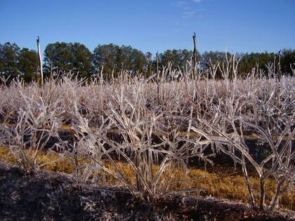 Las heladas pueden ser muy dañinas para los cultivos