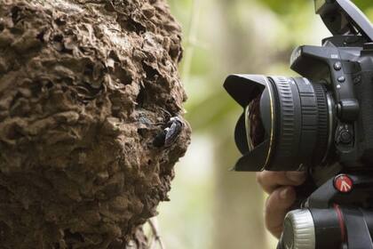 Las hembras de esta especie son las abejas de mayor tamaño del planeta
