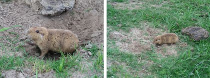 Las hembras pesan 197 gramos y los machos 257 gramos aproximadamente