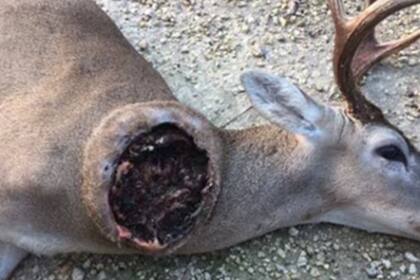 Las heridas en animales son espeluznantes (Foto: CDC (Centers for Disease Control and Prevention)