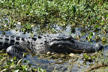 Las hermbras ponen entre 32 y 46 huevos a finales de junio o principios de julio
