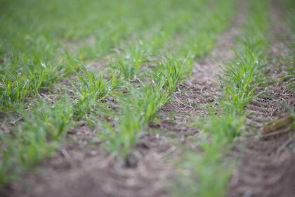 Las herramientas de nutrición que brinda YPF Agro son claves para mantener los suelos sanos y sustentables.