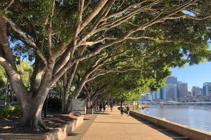 Las higueras de bahía Moreton, en Brisbane, Australia, se encuentran en riesgo por el cambio climático