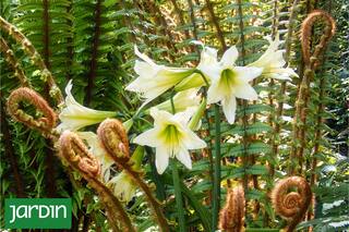 Las flores olvidadas en antiguos jardines silvestres que hay que cuidar como un tesoro