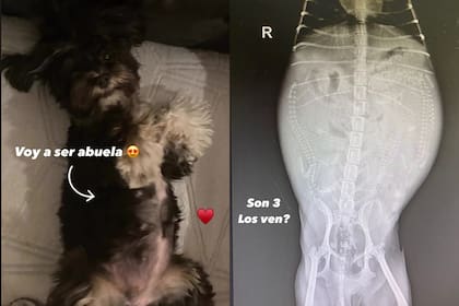 Las historias sobre su perra que subió Evangelina Anderson