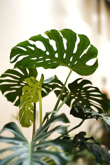 Las hojas agujereadas de la monstera son un hit visual