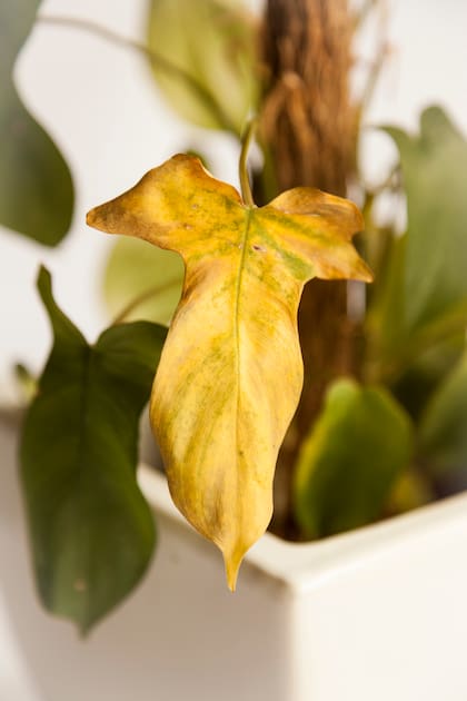 Las hojas amarillas o marrones son otro signo del mal estado de una planta