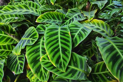 Las hojas aterciopeladas de Goeppertia zebrina, con nervaduras marcadas en tonos claros y oscuros, generan un efecto visual casi pictórico