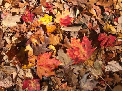 Las hojas cambian de color porque la producción de clorofila se detiene (Instagram/@greatsmokynps)
