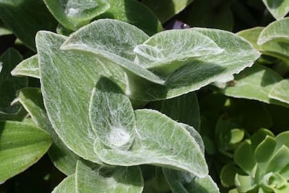 Las hojas cubiertas de pelos son una transformación ante la pérdida de humedad