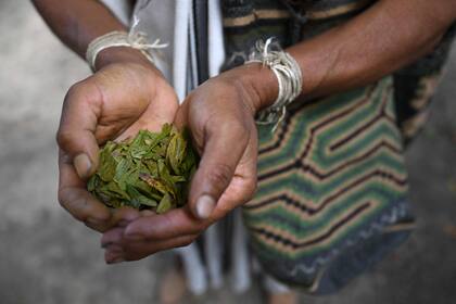 Las hojas de coca forman parte de los rituales y encuentros de los indígenas, donde reflexionan sobre el futuro