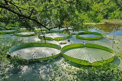 Las hojas de irupé flotan sobre el agua como verdaderas plataformas vivas y son capaces de sostener varios kilos