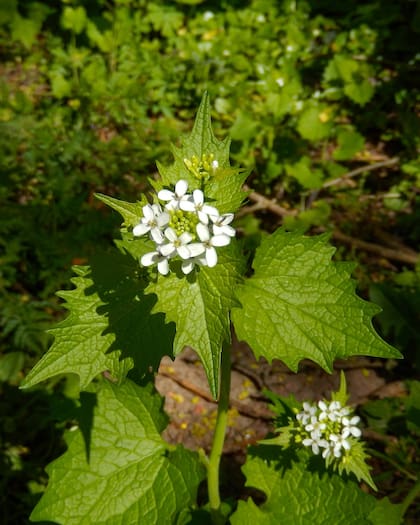 Las hojas de la hierba de ajo tienen forma de corazón con bordes acanalados, y las superiores son más puntiagudas