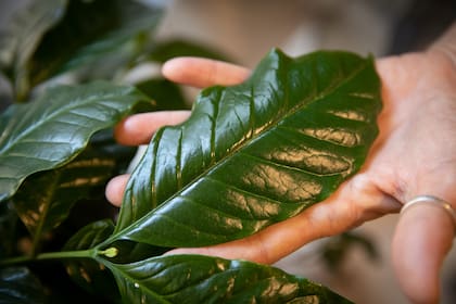 Las hojas de la planta de café.