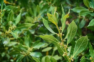 La hoja que tenés que llevar en la cartera para atraer la riqueza