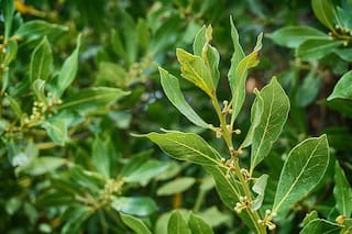 La hoja que tenés que llevar en la cartera para atraer la riqueza