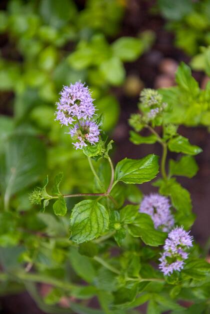 Las hojas de menta trituradas transmiten una sensación instantánea de frescura y vitalidad