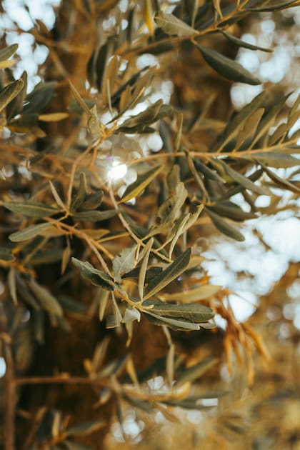 Las hojas de olivo contienen una variedad de bioactivos que proporcionan propiedades antioxidantes, antiinflamatorias y protectoras (imagen ilustrativa)