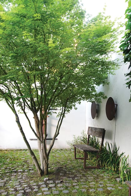 Las hojas del Acer palmatum pasan del verde al rojo encendido, generando un clima de renovación y energía transformadora