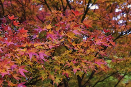 Las hojas del Acer palmatum se ponen rojas en otoño antes de caer