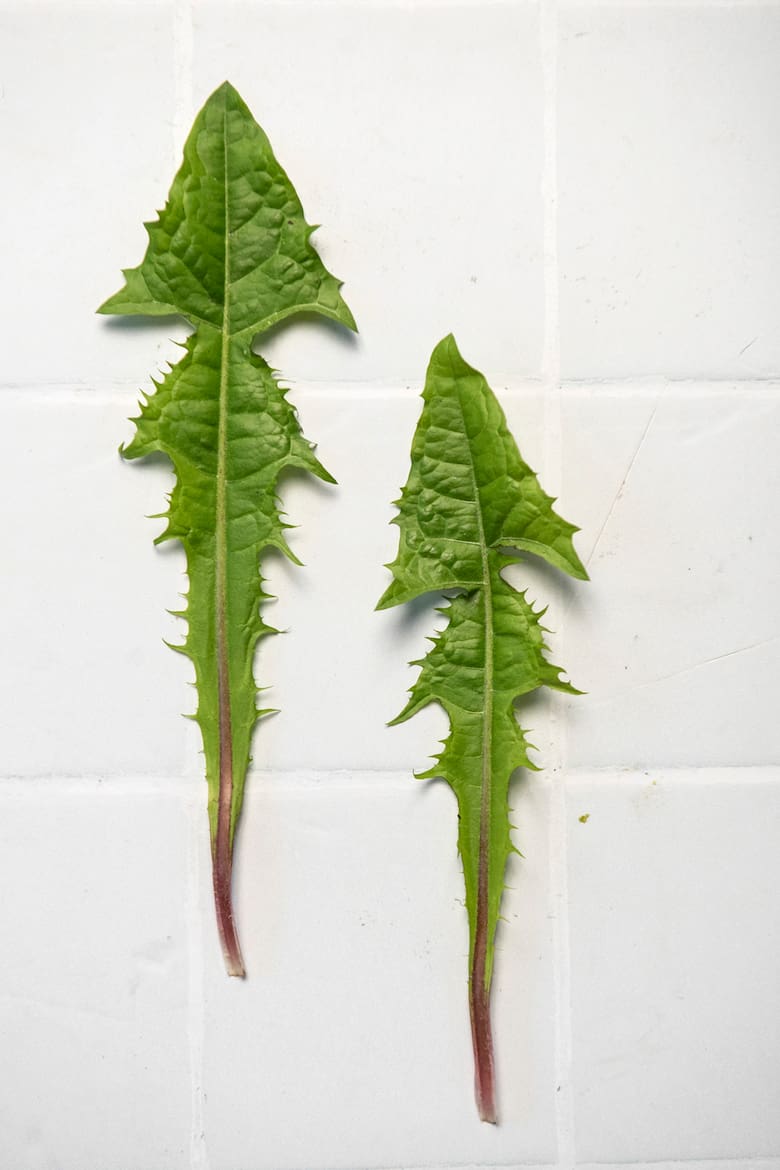 El “yuyo” que conquista el mundo: por qué el diente de león se convirtió en una de las verduras más nutritivas y versátiles