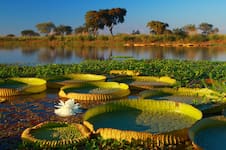 Cómo cultivar la planta acuática que convierte tu estanque en un espectáculo natural