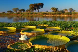 Cómo cultivar la planta acuática que convierte tu estanque en un espectáculo natural