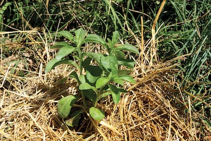 Las hojas frescas de stevia se pueden usar en infusiones recién cosechadas de la huerta