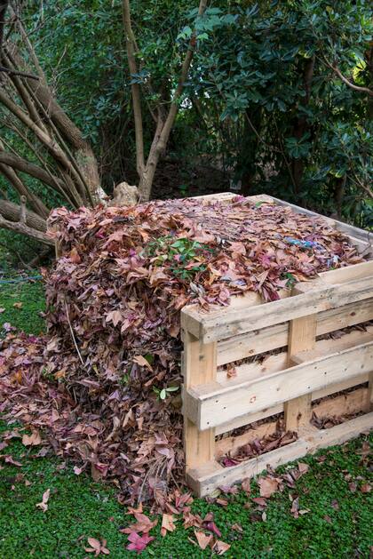 Las hojas secas aportan materia orgánica, retienen humedad y protegen las raíces