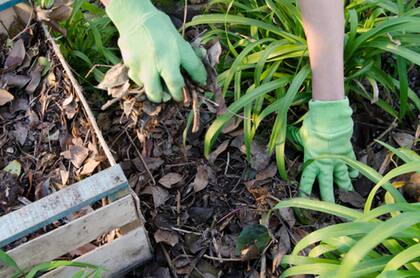 Las hojas secas o chips son ideales para proteger el suelo durante el verano. Retienen la humedad y luego, con el tiempo, se desintegran y convierten en materia orgánica.