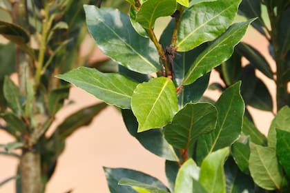 Las hojas secas o frescas de laurel liberan sustancias aromáticas que interfieren en el asentamiento y reproducción de estos insectos