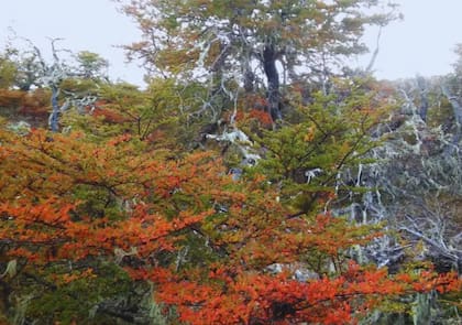 Las hojas y yemas jóvenes del ñire tienen aplicaciones en la medicina popular como antifebril