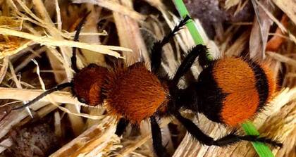 Las hormigas "asesinas de vacas" tienen diversos colores característicos para alertar a sus posibles depredadores