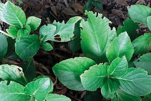 Las hormigas cortadoras pueden causar severos daños en las plantas