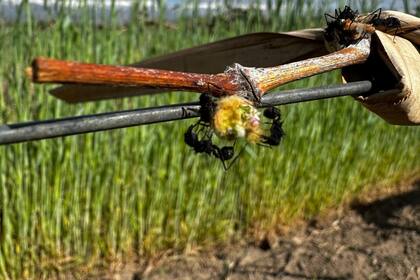 Las hormigas cortadoras se convirtieron en una amenaza para los cultivos