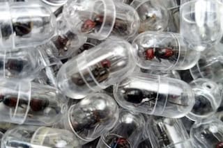 El ciudadano chino que fue detenido por el contrabando de 2000 hormigas reina en un aeropuerto de Kenia