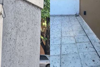 Las hormigas forman colonias organizadas capaces de invadir espacios enteros en cuestión de horas