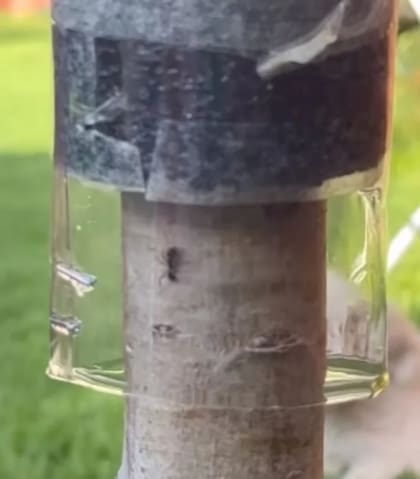 Las hormigas no podrán subir hasta las hojas.