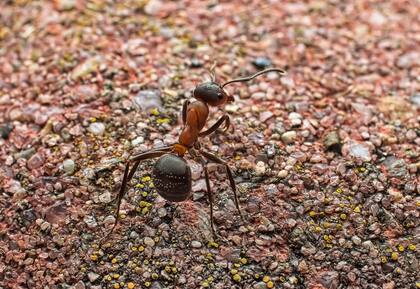 Las hormigas prefieren suelos blandos y húmedos, que permiten una excavación fácil