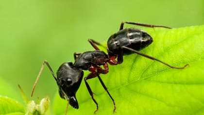 Las hormigas pueden convertirse en una plaga para los jardines