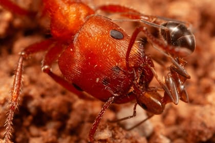 Las hormigas recolectoras adoptan una postura fija y esperan la intervención de la otra especie