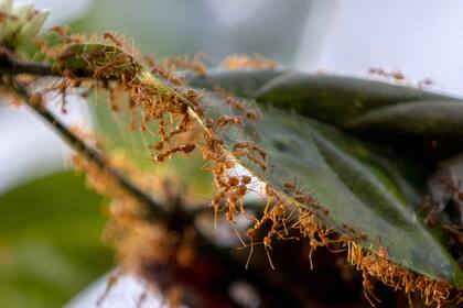 Las hormigas se desplazan lo largo de una hoja de cacao en una plantación de árboles de caucho en la provincia de Trang