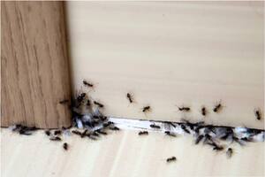 Las hormigas suelen entrar a las casas mediante las fisuras de una puerta o ventana